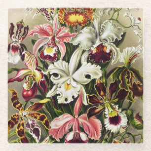 Orchids, Orchideae Denusblumen Ernst Haeckel Glass Coaster