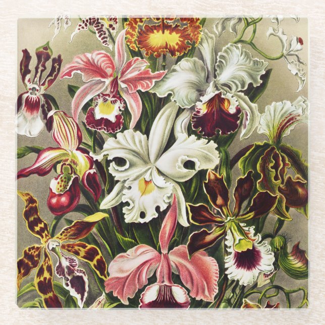 Orchids, Orchideae Denusblumen Ernst Haeckel Glass Coaster (Front)