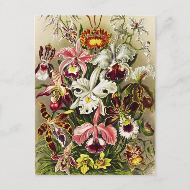 Orchids, Orchideae Denusblumen Ernst Haeckel Postcard (Front)