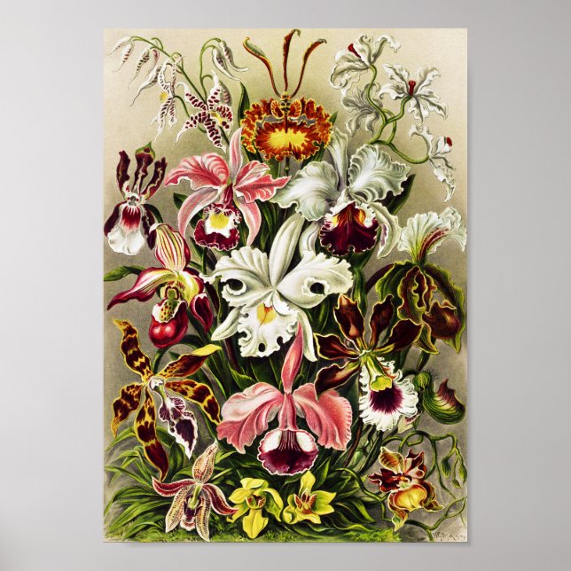 Orchids, Orchideae Denusblumen Ernst Haeckel Poster (Front)