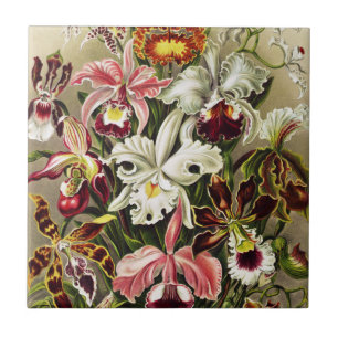 Orchids, Orchideae Denusblumen Ernst Haeckel  Tile