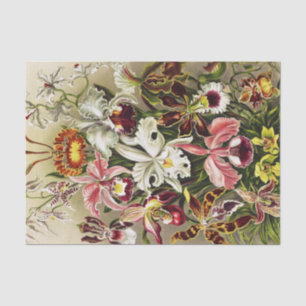 Orchids, Orchideae Denusblumen Ernst Haeckel  Tissue Paper