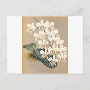 Orchids Postcard