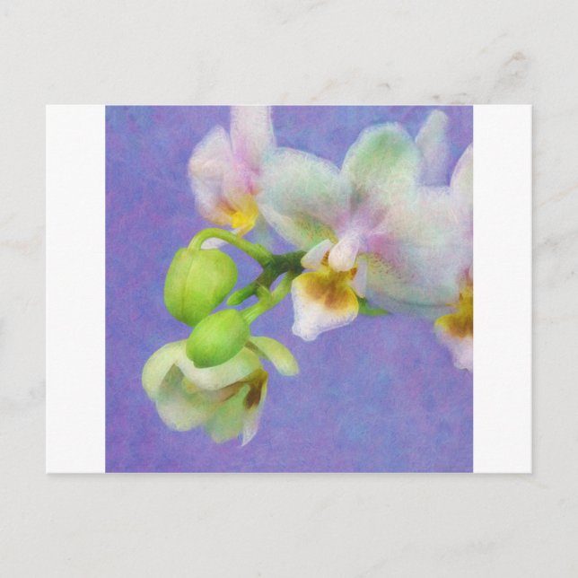 Orchids Postcard (Front)