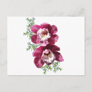 Orchids postcard