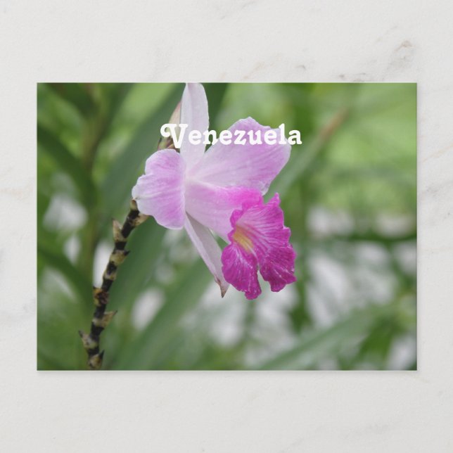 Orchids Postcard (Front)