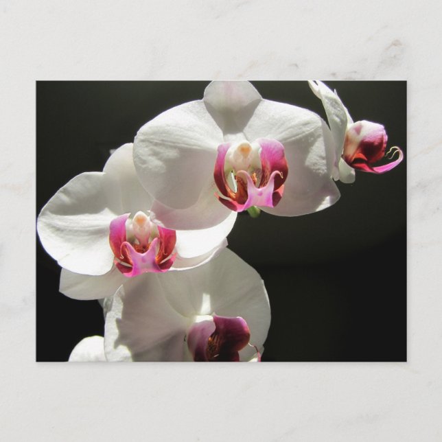 Orchids Postcard (Front)