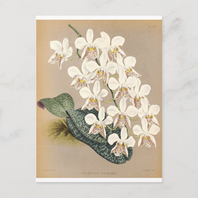 Orchids Postcard (Front)