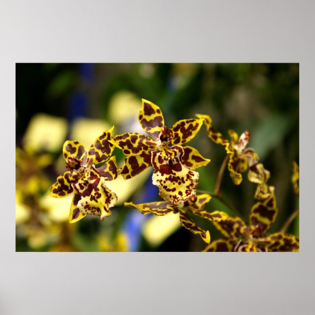Orchids poster (Front)