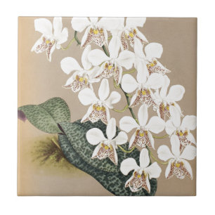 Orchids Tile