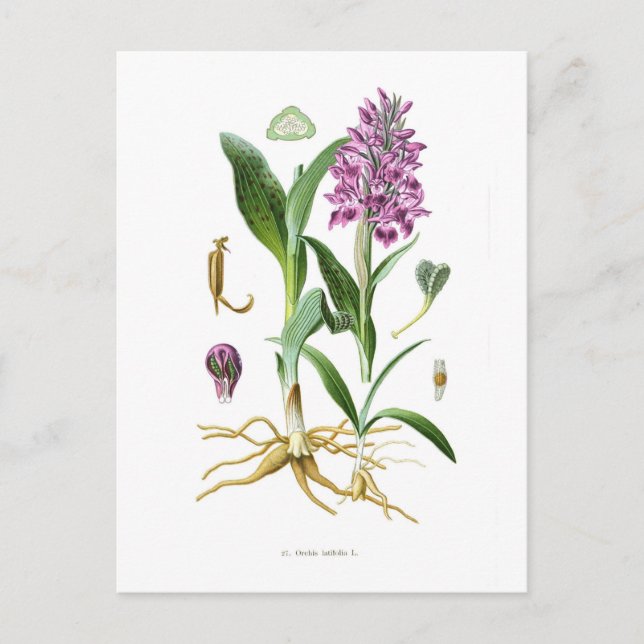 Orchis latifolia postcard (Front)