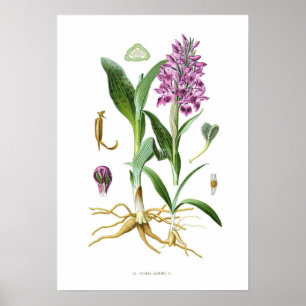 Orchis latifolia poster