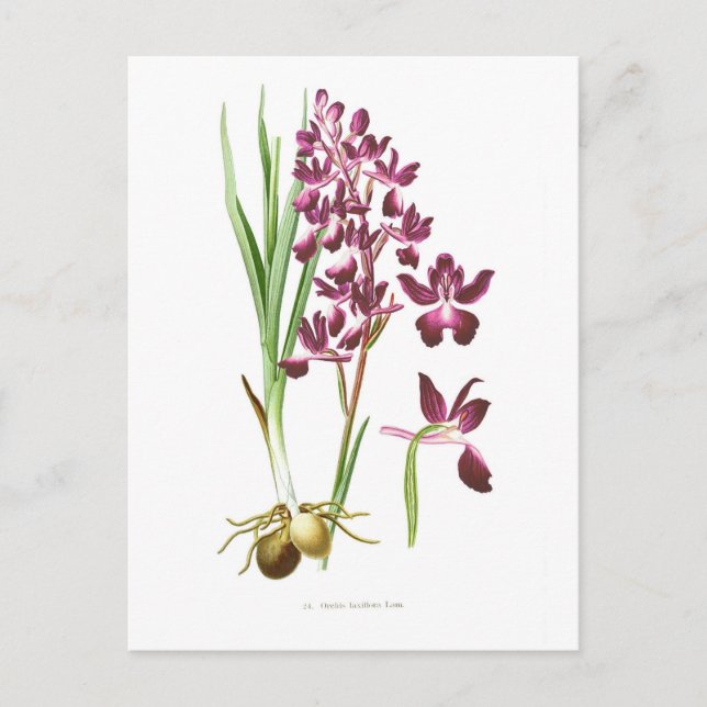 Orchis laxiflora postcard (Front)