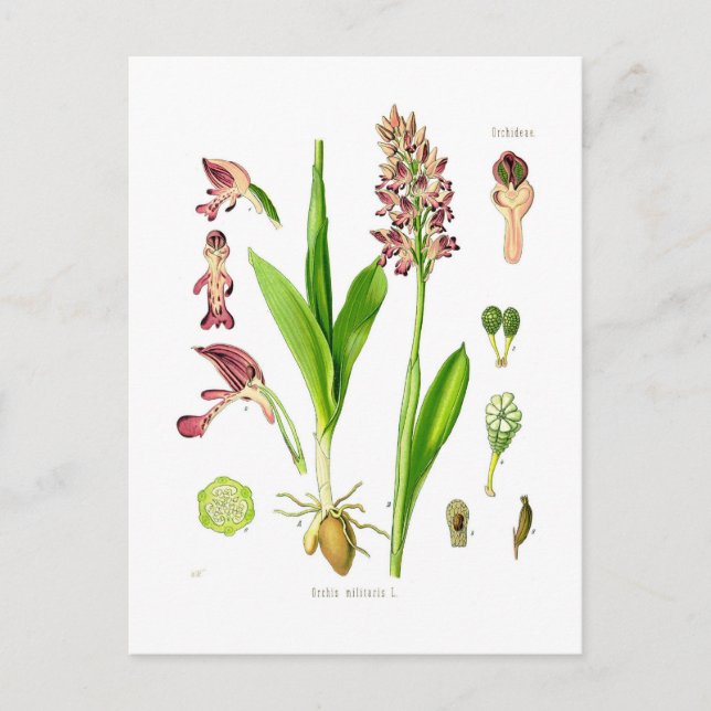 Orchis militaris (military orchid) postcard (Front)
