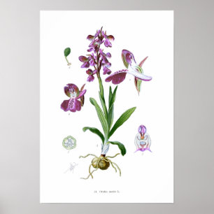 Orchis morio poster