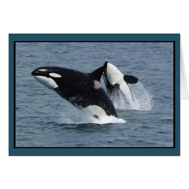 Orcinus orca (Devant horizontal)