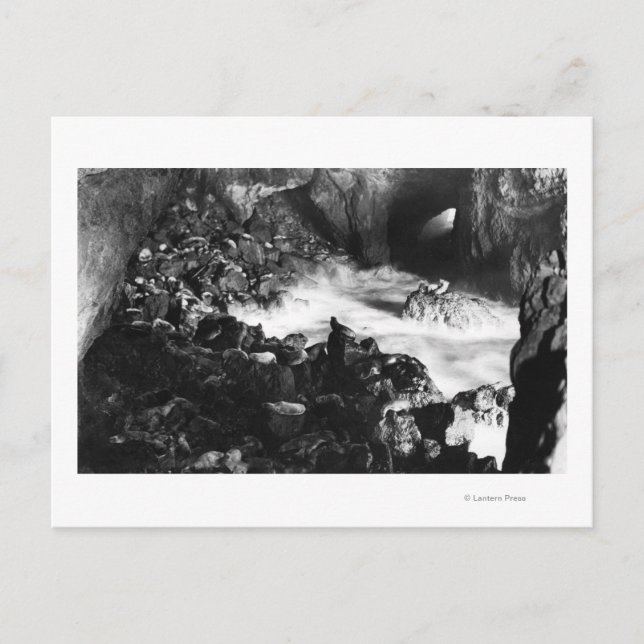 Oregon Coast Sea Lion Caves Interior View Postcard (Front)