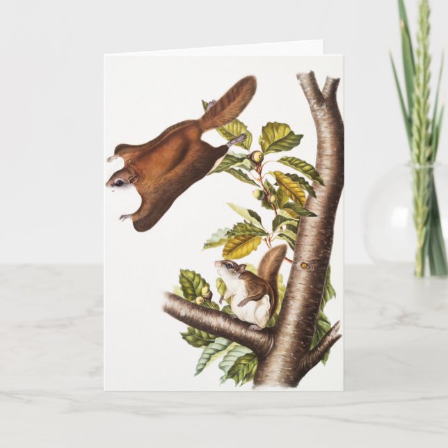 Oregon Flying Squirrel (Pteromys Origonensis) Card (Front)