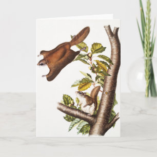Oregon Flying Squirrel (Pteromys Origonensis) Card