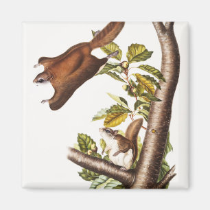 Oregon Flying Squirrel (Pteromys Origonensis) Magnet