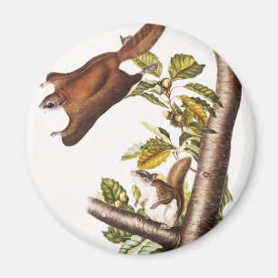 Oregon Flying Squirrel (Pteromys Origonensis) Magnet