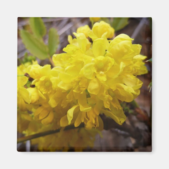 Oregon Grape Flowers Yellow Wildflowers Magnet (Front)