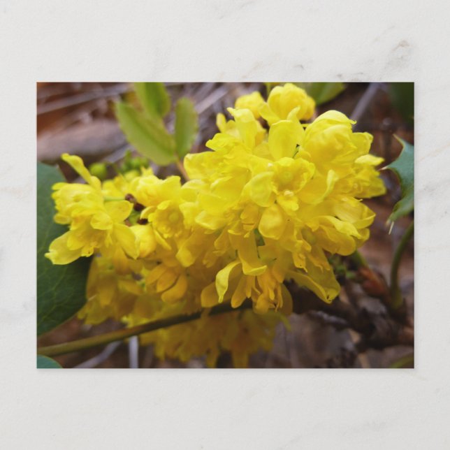 Oregon Grape Flowers Yellow Wildflowers Postcard (Front)