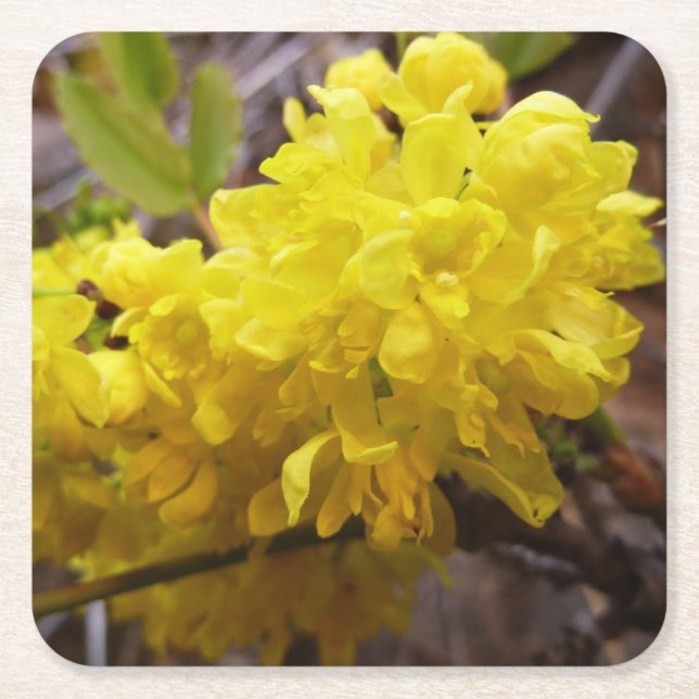 Oregon Grape Flowers Yellow Wildflowers Square Paper Coaster (Front)