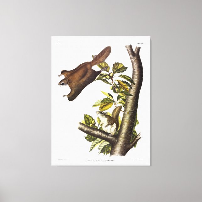 Oregon (Humboldt's) Flying Squirrel by Audubon Canvas Print (Front)