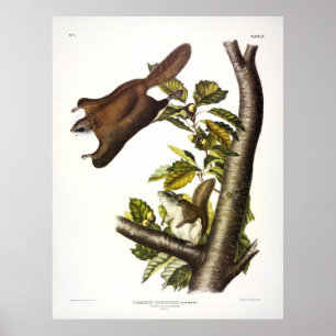 Oregon (Humboldt's) Flying Squirrel by Audubon Poster