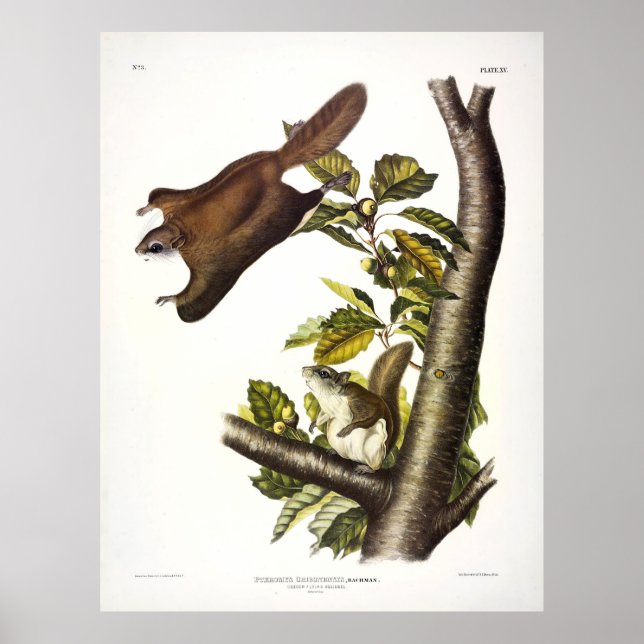 Oregon (Humboldt's) Flying Squirrel by Audubon Poster (Front)