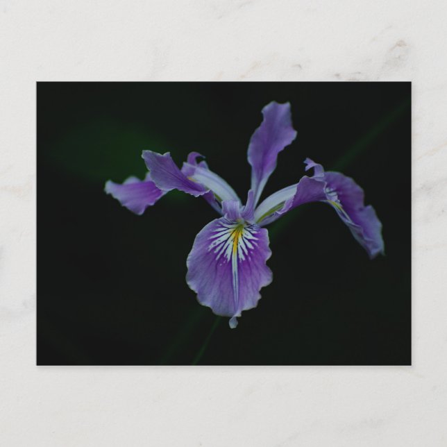 Oregon Iris 01 Postcard (Front)