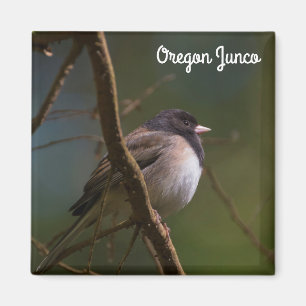 Oregon Junco Magnet