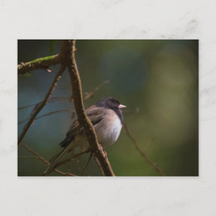 Oregon Junco Postcard