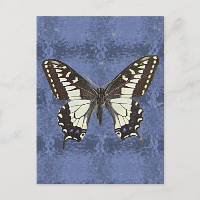 Oregon Swallowtail Butterfly Postcard (Front)