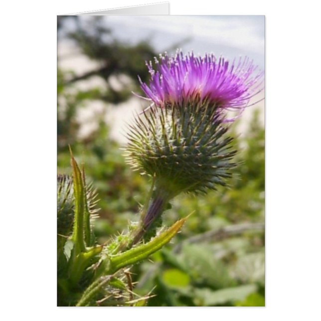 Oregon Thistles (Front)