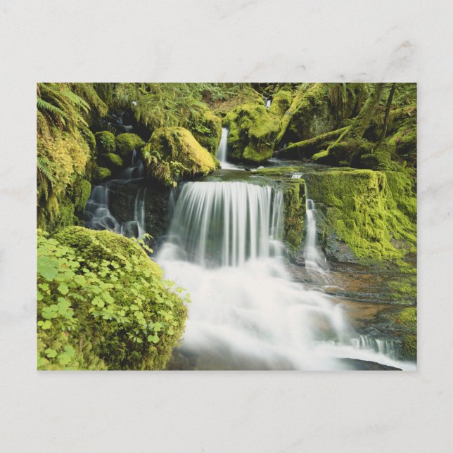 Oregon, Waterfall in Willamette national Postcard (Front)