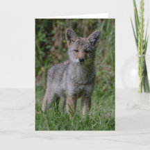 Oreilles à capote - Carte de remerciements à coyot