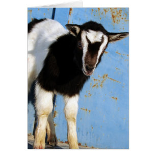 Oreo L'Enfant De Chèvre