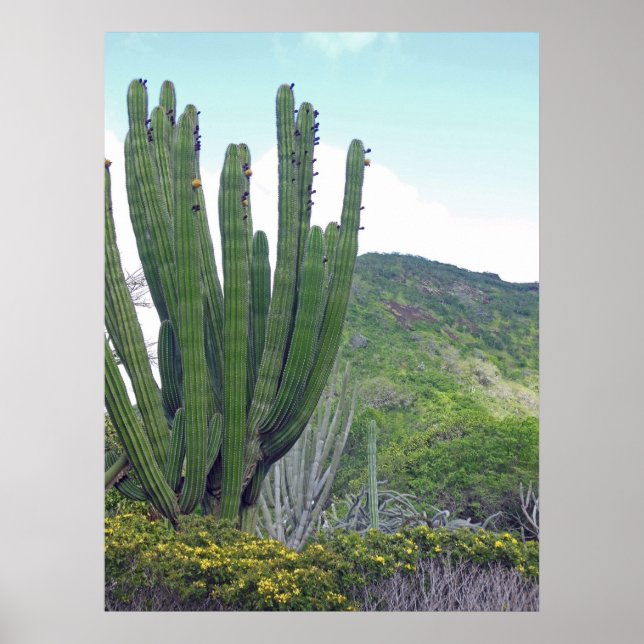 Organ Pipe Cactus Poster (Front)