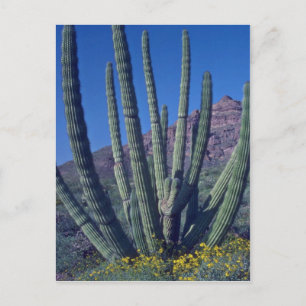 Organ Pipes Postcard