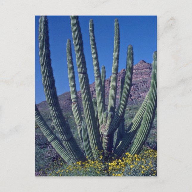 Organ Pipes Postcard (Front)