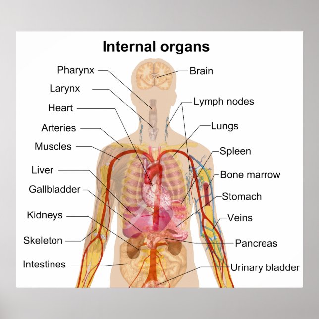 Organes internes principaux dans le tableau du cor (Devant)