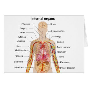 Organes internes principaux dans le tableau du cor