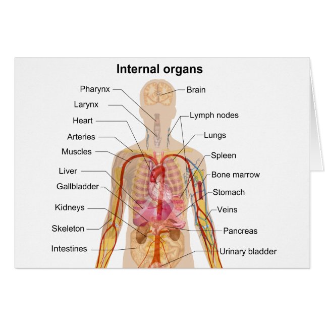 Organes internes principaux dans le tableau du cor (Devant horizontal)