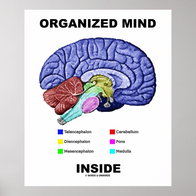 Organized Mind Inside (Anatomical Brain Attitude) Poster (Front)
