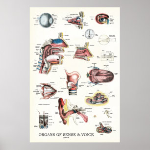 Organs of Sense and Voice Anatomy Poster 24 X 36