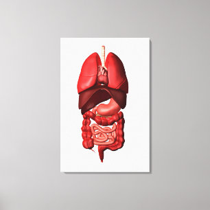 Organs Of The Respiratory And Digestive Systems Canvas Print