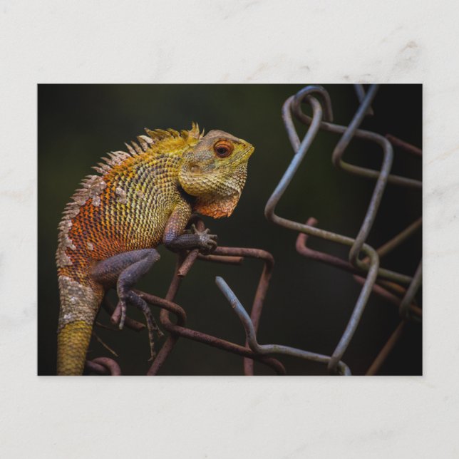 Oriental Garden Lizard Postcard (Front)