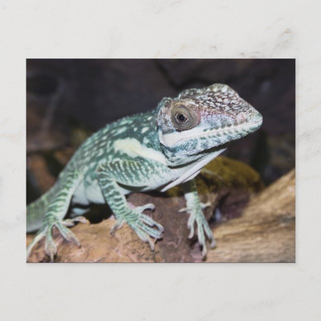 Oriental Knight Anole Lizard close up Postcard (Front)
